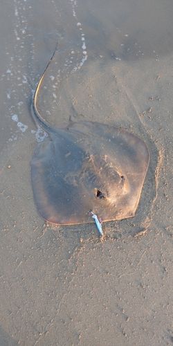 アカエイの釣果
