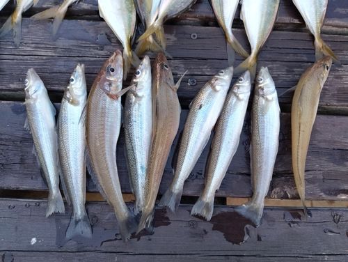 キスの釣果