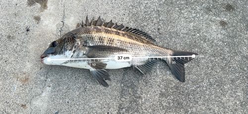 あけぼの運河