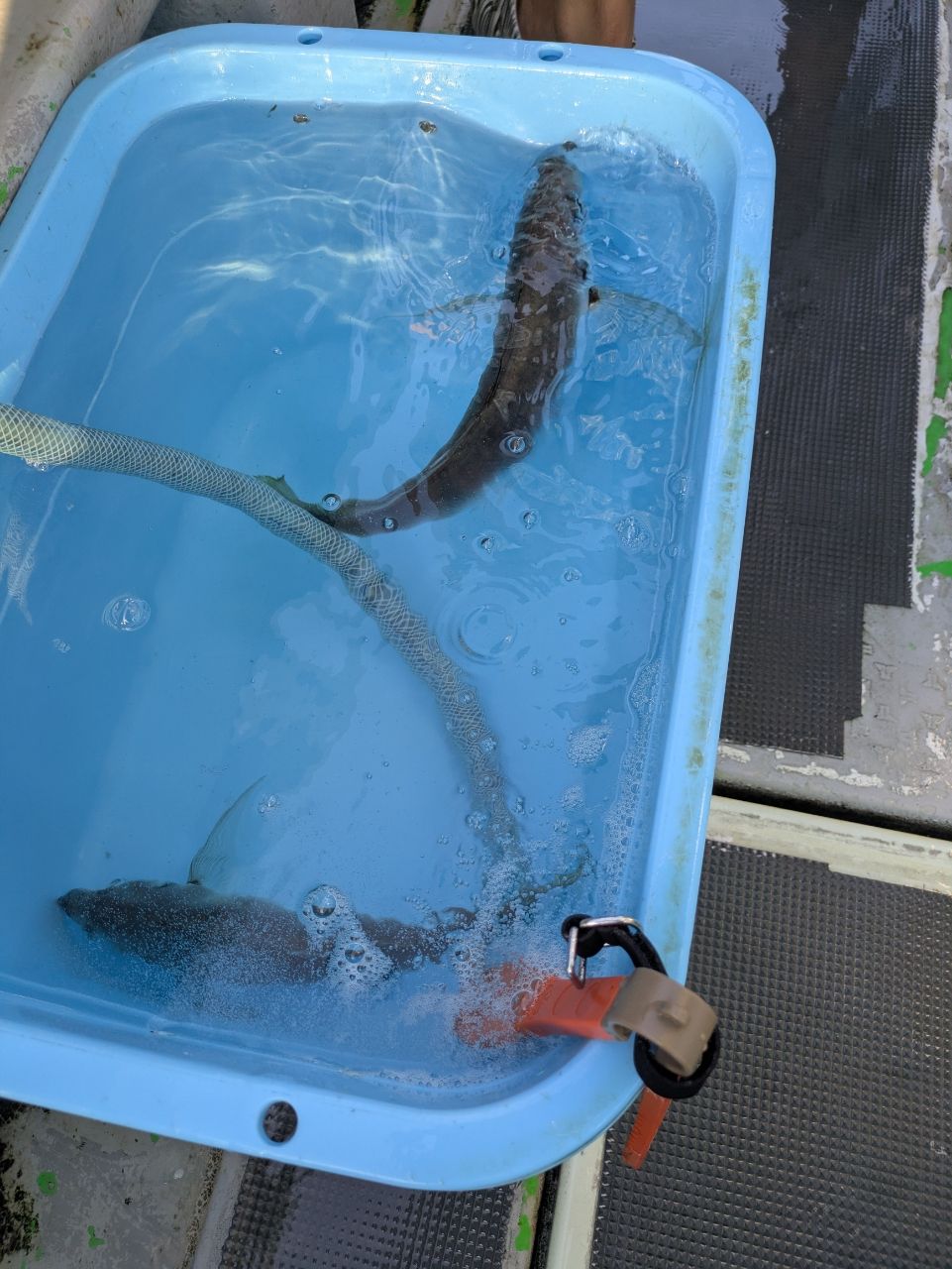村上まなさんの釣果 1枚目の画像
