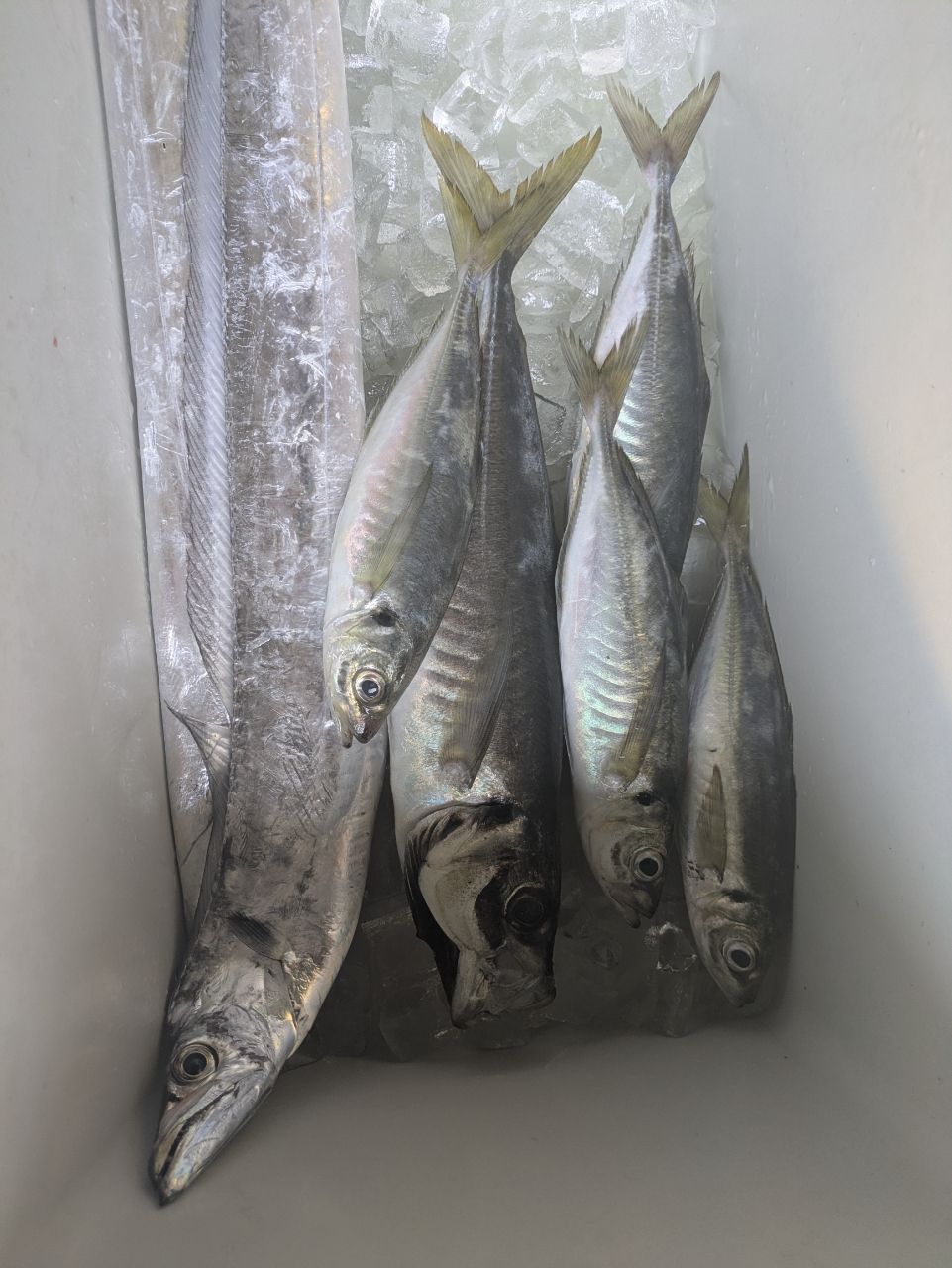 村上まなさんの釣果 2枚目の画像