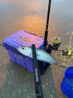 サバの釣果
