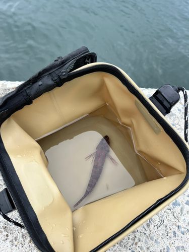 シマハゼの釣果