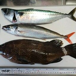 オオモンハタ