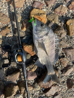 クロダイの釣果
