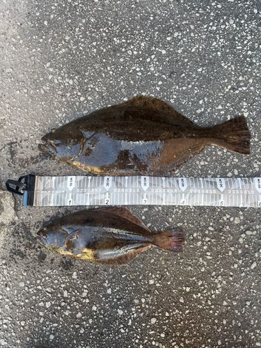 ヒラメの釣果