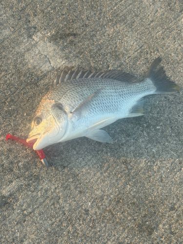 キビレの釣果