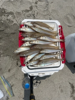 シロギスの釣果