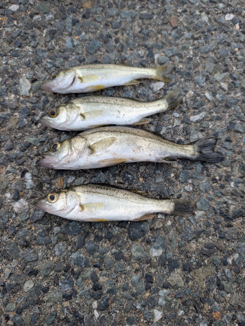 セイゴ（ヒラスズキ）