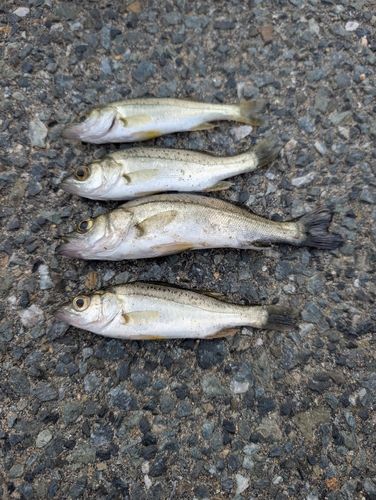 セイゴ（ヒラスズキ）の釣果