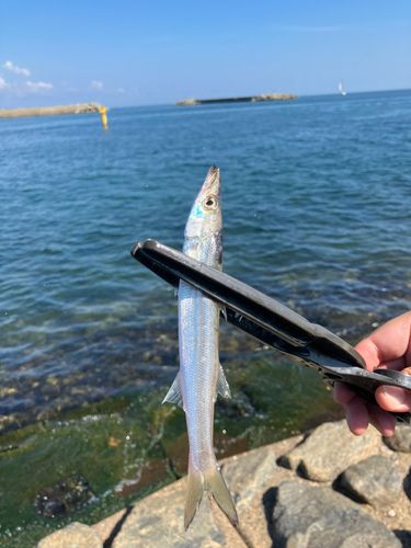 アカカマスの釣果