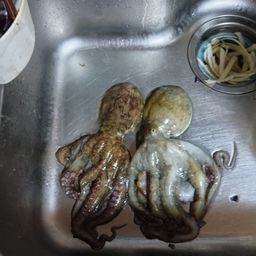 タコ