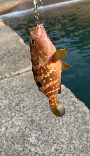 キジハタの釣果