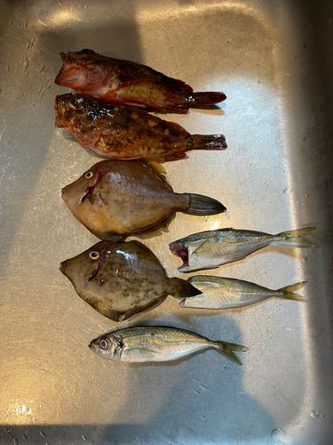 ガシラの釣果