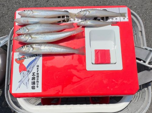 シロギスの釣果