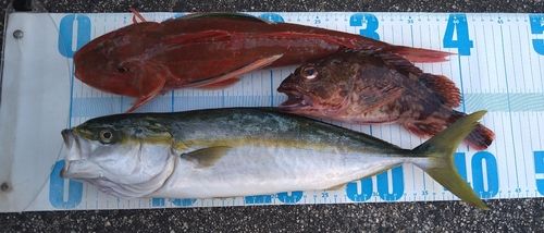 ワラサの釣果