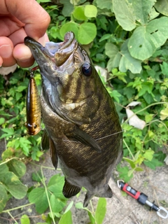 スモールマウスバスの釣果