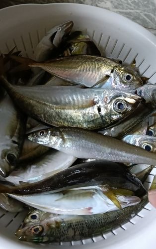 アジの釣果