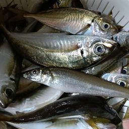 アジ