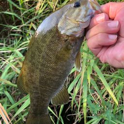 スモールマウスバス