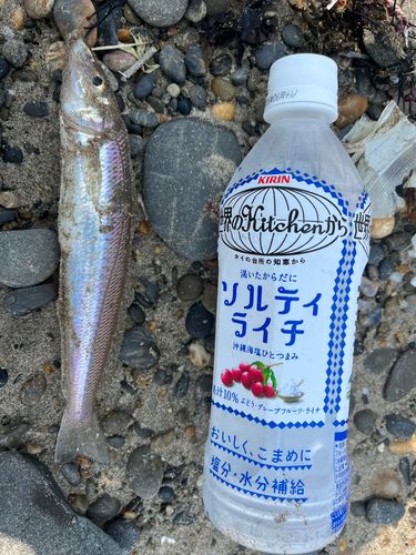 シロギスの釣果