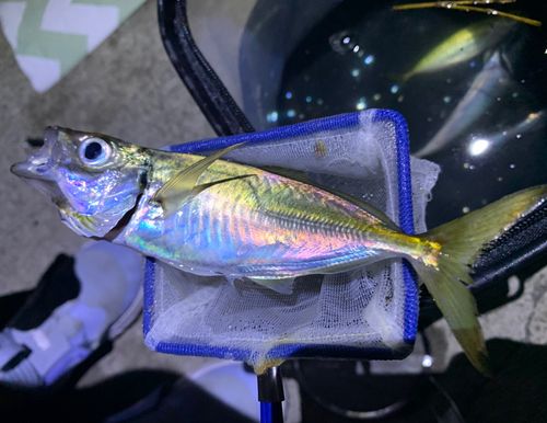 マアジの釣果