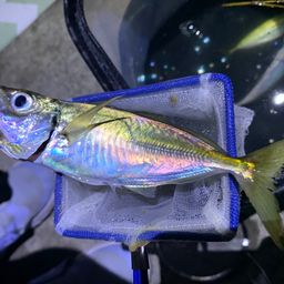マアジ