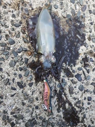 アオリイカの釣果