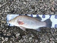 アカメの釣果