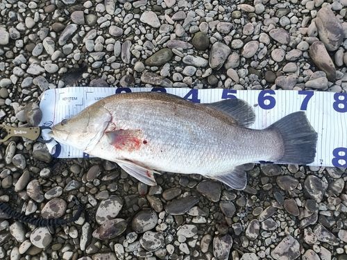アカメの釣果
