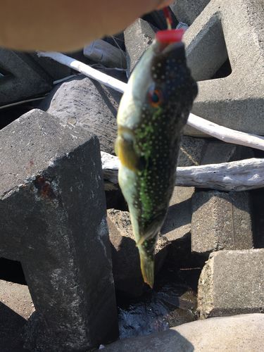 クサフグの釣果
