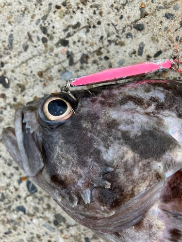 クロソイの釣果