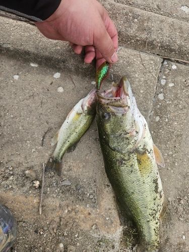 ブラックバスの釣果