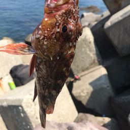 カサゴ