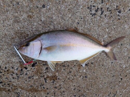 ネリゴの釣果