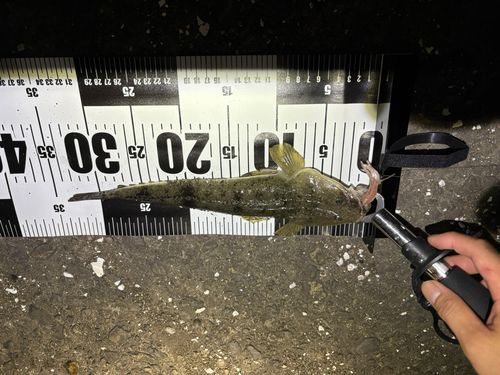 マゴチの釣果
