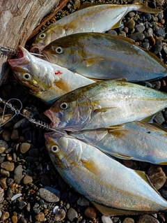 ショゴの釣果