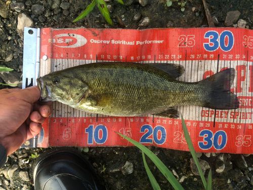 スモールマウスバスの釣果