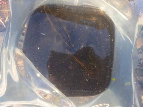 ウグイの釣果