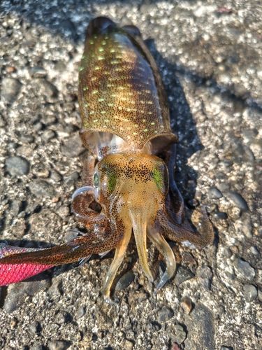 アオリイカの釣果