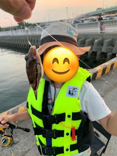 キタマクラの釣果