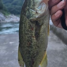 ブラックバス