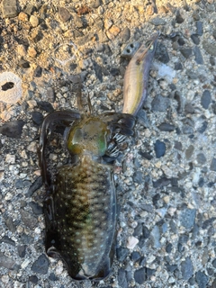 アオリイカの釣果