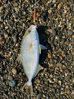 ショゴの釣果