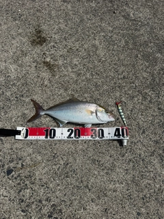 カンパチの釣果