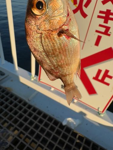 チャリコの釣果