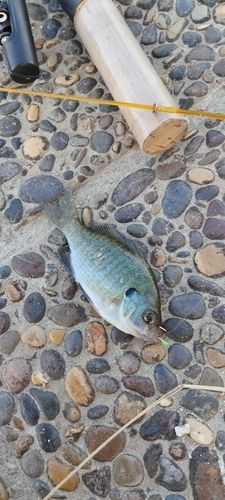 ブルーギルの釣果
