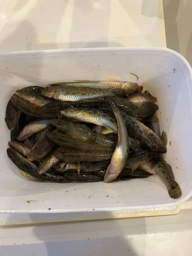 マハゼの釣果