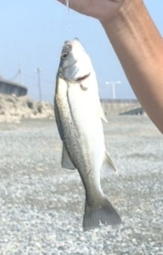 セイゴ（ヒラスズキ）の釣果