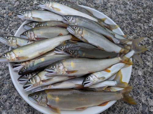 アユの釣果